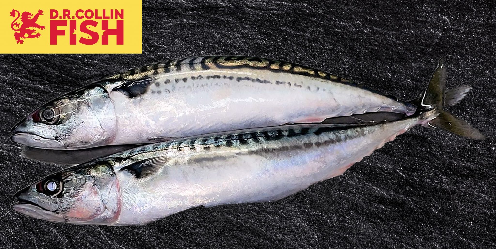 D.R Collin Fish - Frozen Whole line caught Mackerel