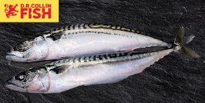 Frozen Whole line caught Mackerel,